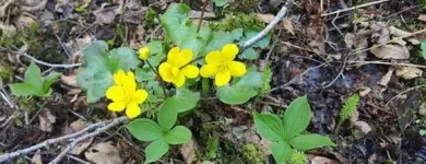 Yrityksen 8 kuva METSÄNHOITOYHDISTYS PYHÄ-KALA PYHÄJOEN TOIMISTO  Pyhäjoki 14