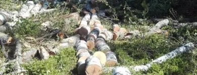 Yrityksen 1 kuva METSÄTYÖ RIITTINEN Puunkorjuu  Otava 04