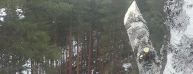 Yrityksen 4 kuva METSÄTYÖ RIITTINEN Puunkorjuu  Otava 04