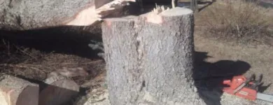 Yrityksen 10 kuva METSÄTYÖ RIITTINEN Puunkorjuu  Otava 04