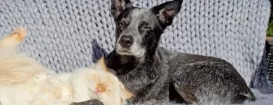 Yrityksen 3 kuva OMAELÄINKLINIKKA TAMPERE  Tampere 11