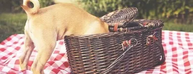 Yrityksen 4 kuva OMAELÄINKLINIKKA TAMPERE  Tampere 11