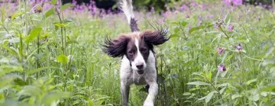 Yrityksen 5 kuva OMAELÄINKLINIKKA TAMPERE  Tampere 11