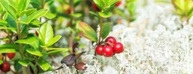 Yrityksen 2 kuva PIIRAISEN VIHERPALVELU OY Maisemanhoitopalvelut  Kajaani 05