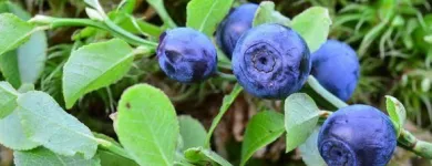 Yrityksen 9 kuva PIIRAISEN VIHERPALVELU OY Maisemanhoitopalvelut  Kajaani 05