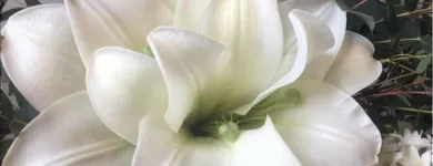 Yrityksen 5 kuva PIRKKALAN KUKKAPALVELU OY  Pirkkala 11