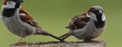 Yrityksen 1 kuva SUOMEN LINTUVARUSTE OY Lemmikkieläinten, niiden ruokien ja tarvikkeiden vähittäiskauppa  Helsinki 18
