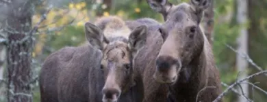 Yrityksen 2 kuva SUOMEN RIISTAKESKUS Metsänhoito  Helsinki 18