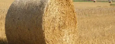 Yrityksen 2 kuva TILAVILJASEKOITUS OSKA OY Kotieläinten rehujen valmistus  Nivala 14