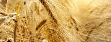 Yrityksen 3 kuva TILAVILJASEKOITUS OSKA OY Kotieläinten rehujen valmistus  Nivala 14