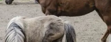 Yrityksen 1 kuva TOLKINKYLÄN RATSASTUSKOULU Muualla luokittelematon huvi- ja virkistystoiminta  Vantaa 18