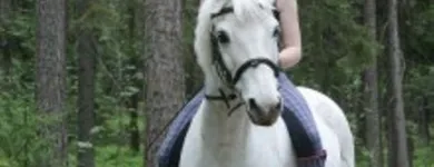 Yrityksen 2 kuva TOLKINKYLÄN RATSASTUSKOULU Muualla luokittelematon huvi- ja virkistystoiminta  Vantaa 18