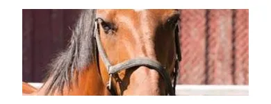 Yrityksen 3 kuva TOLKINKYLÄN RATSASTUSKOULU Muualla luokittelematon huvi- ja virkistystoiminta  Vantaa 18