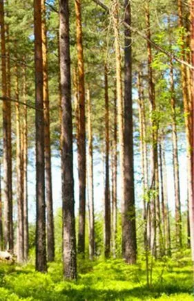 Yrityksen 1 kuva METSÄSUUNNITTELU HOLLANTI OY