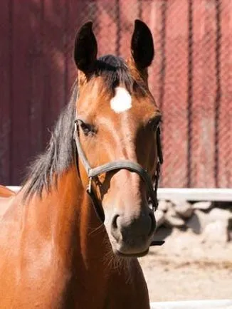 Yrityksen 3 kuva TOLKINKYLÄN RATSASTUSKOULU