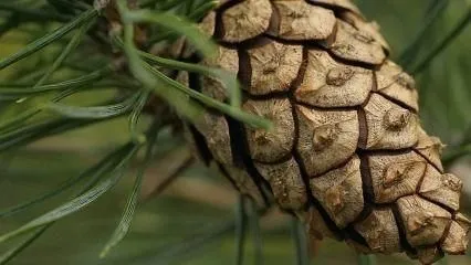 Yrityksen 1 kuva METSÄNHOITOYHDISTYS PYHÄ-KALA PYHÄJOEN TOIMISTO