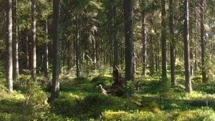 Yrityksen 4 kuva METSÄNHOITOYHDISTYS PYHÄ-KALA PYHÄJOEN TOIMISTO