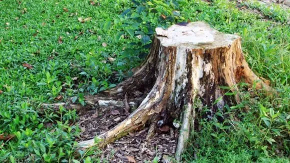 Yrityksen 4 kuva AVUKSI LEO TMI