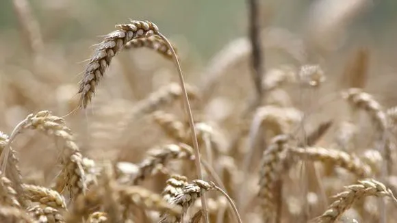 Yrityksen 1 kuva LANTMÄNNEN AGRO NIVALA
