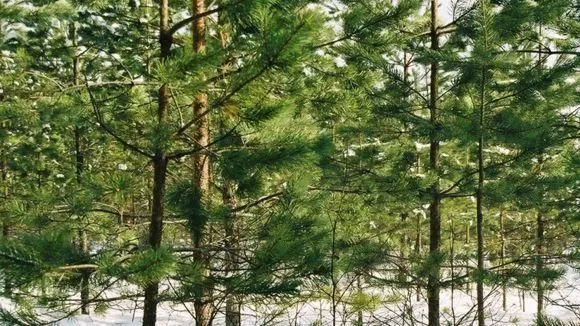 Yrityksen 1 kuva METSÄNHOITOYHDISTYS PYHÄ-KALA NIVALAN TOIMISTO