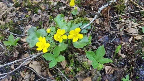 Yrityksen 8 kuva METSÄNHOITOYHDISTYS PYHÄ-KALA PYHÄJOEN TOIMISTO